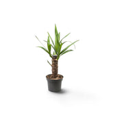 Kleine Yucca gigantea mit verholztem Stamm und Rosetten aus langen spitzen grünen Blättern im Kulturtopf