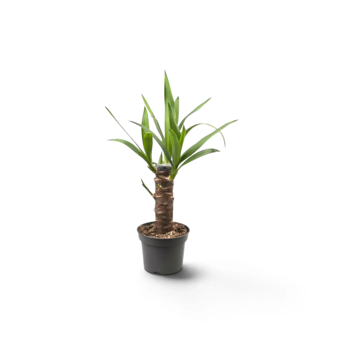 Kleine Yucca gigantea mit verholztem Stamm und Rosetten aus langen spitzen grünen Blättern im Kulturtopf