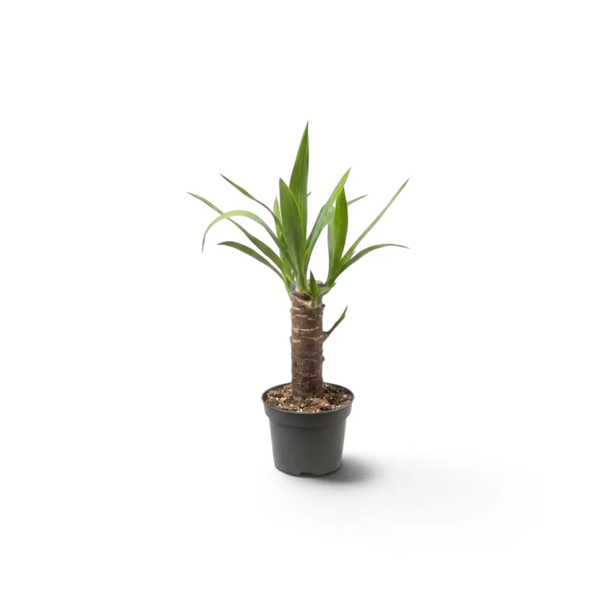 Kleine Yucca gigantea mit verholzten Stämmen und schmalen grünen Blättern in aufrechten Rosetten