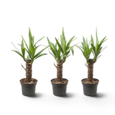 Kleine Yucca gigantea im Topf mit verholzten Stämmen und spitz zulaufenden grünen Blättern
