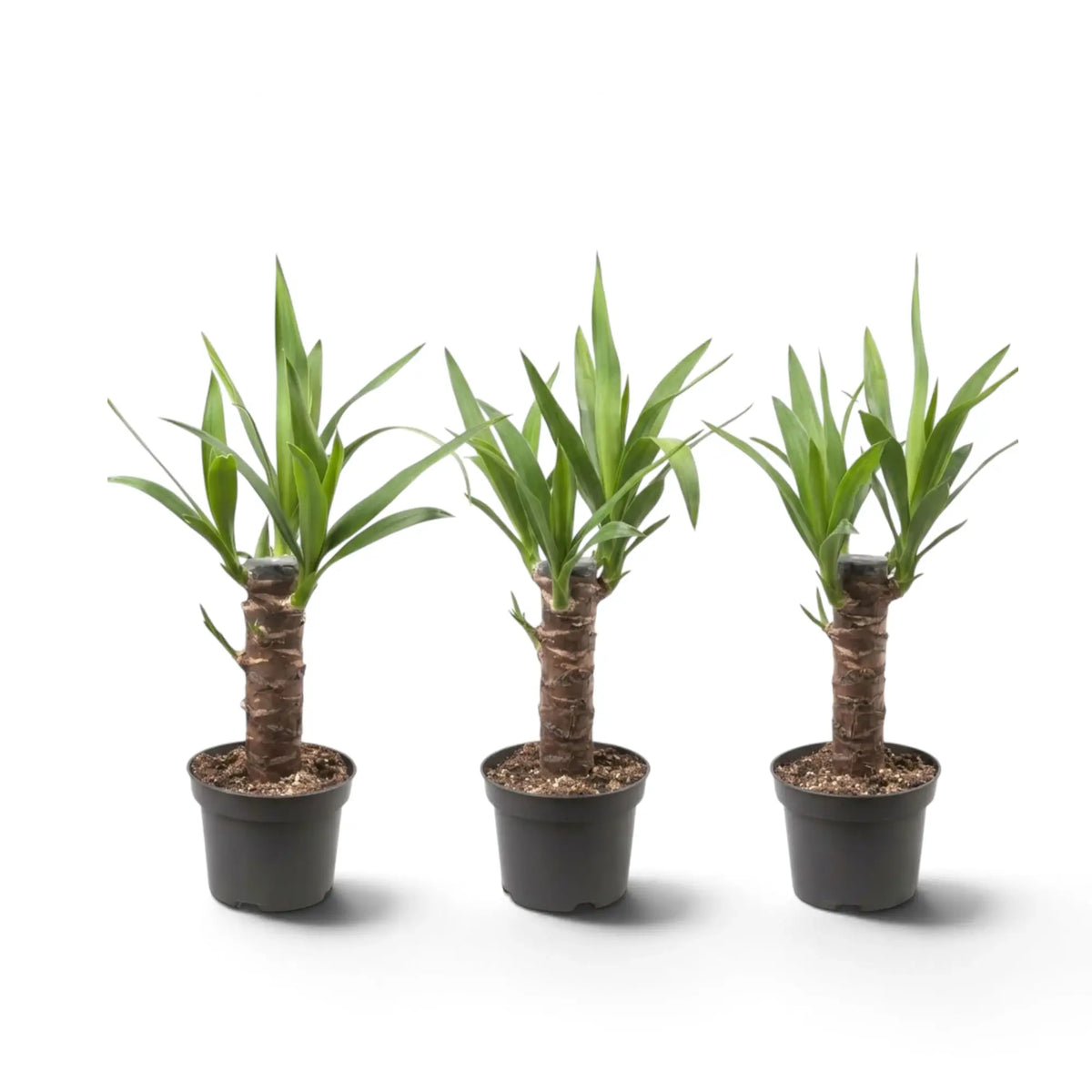Kleine Yucca gigantea im Topf mit verholzten Stämmen und spitz zulaufenden grünen Blättern