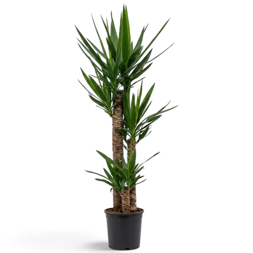 Yucca gigantea in XXL-Größe mit hohen verholzten Stämmen und großen Blattschöpfen aus schmalen spitzen grünen Blättern