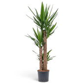 Yucca gigantea in XXL-Größe mit mehreren verholzten Stämmen und dichten grünen Blattschöpfen