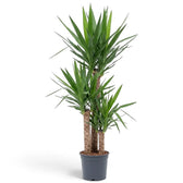 Yucca gigantea in XXL-Größe mit mehreren verholzten Stämmen und großen aufrechten Blattrosetten
