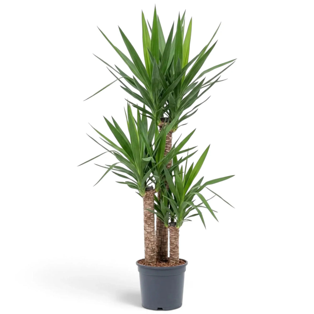Yucca gigantea in XXL-Größe mit mehreren verholzten Stämmen und großen aufrechten Blattrosetten