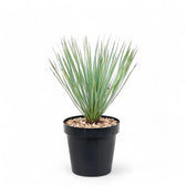 Yucca rostrata potted plant in nursery pot on white background.