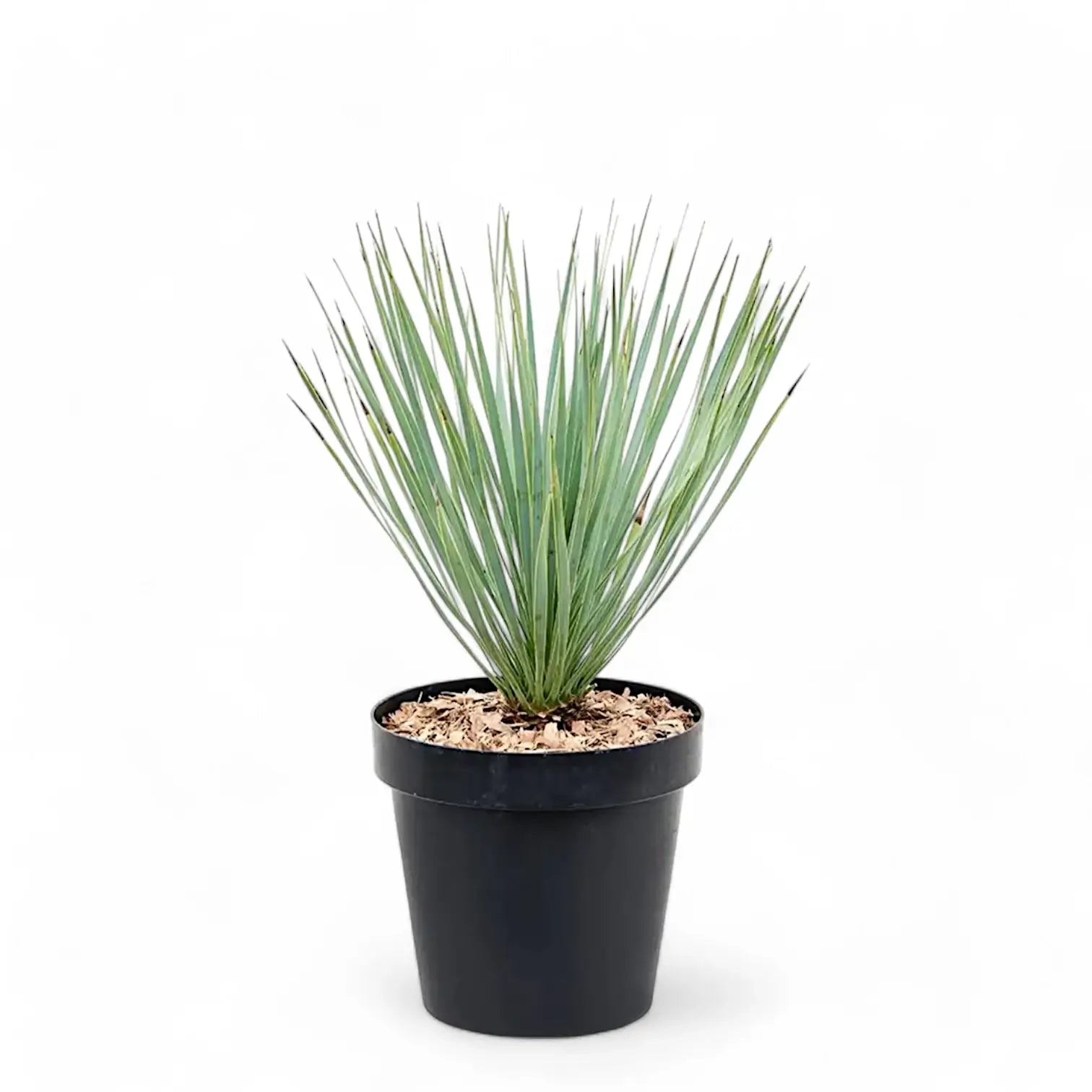 Yucca rostrata potted plant in nursery pot on white background.
