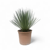 Yucca rostrata potted plant in nursery pot on white background.