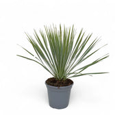 Yucca rostrata potted plant in nursery pot on white background.