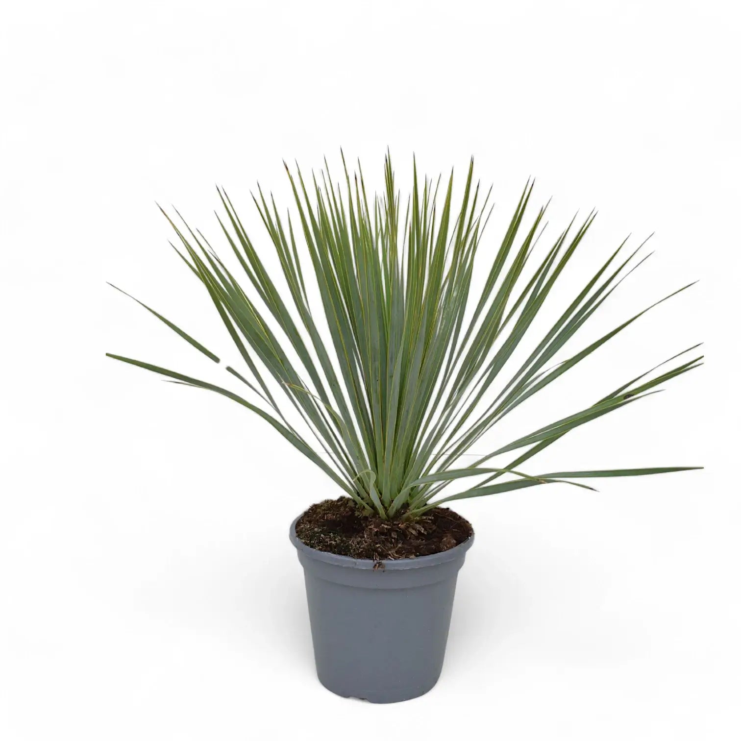 Yucca rostrata potted plant in nursery pot on white background.