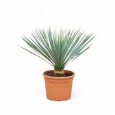 Yucca rostrata potted plant in nursery pot on white background.