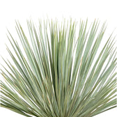 Yucca rostrata potted plant in nursery pot on white background.