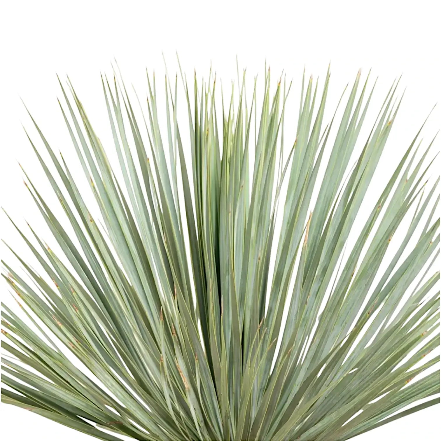Yucca rostrata potted plant in nursery pot on white background.
