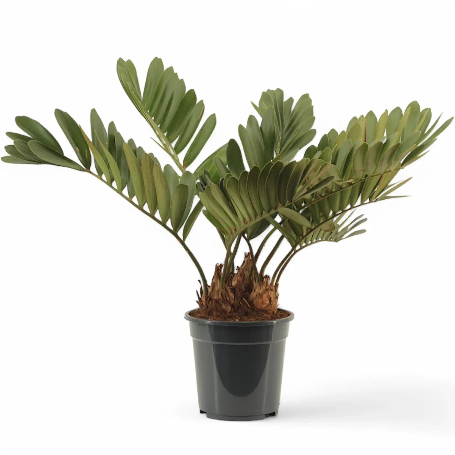 塊根植物・コーデックス Zamia furfuracea var. variegata Zamia Furfuracea Variegata Ⅰザミア・フルフラケア 斑入り | Su