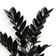 Blätter von Zamioculcas zamiifolia 'Raven' in Nahaufnahme.