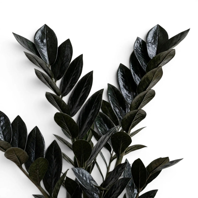 Close-up of Zamioculcas zamiifolia 'Raven' leaves.