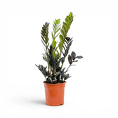 Zamioculcas zamiifolia 'Raven' im Kulturtopf.