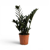 Zamioculcas zamiifolia 'Raven' im Kulturtopf.