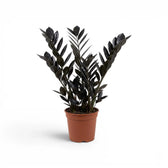 Zamioculcas zamiifolia 'Raven' im Kulturtopf.