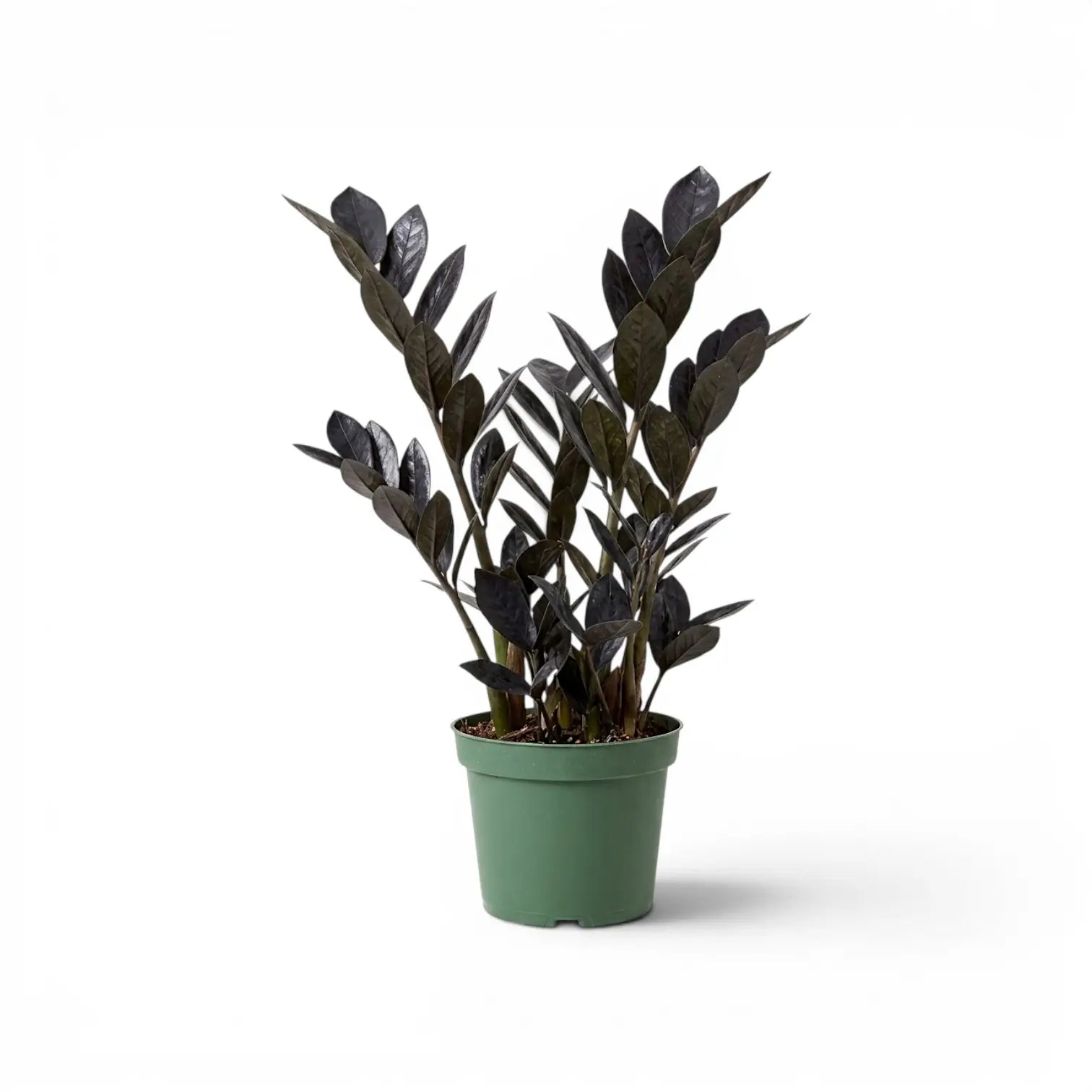 Zamioculcas zamiifolia 'Raven' im Kulturtopf.