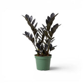 Zamioculcas zamiifolia 'Raven' im Kulturtopf.