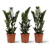 Drei Zamioculcas zamiifolia 'Raven'-Pflanzen in Kulturtöpfen.