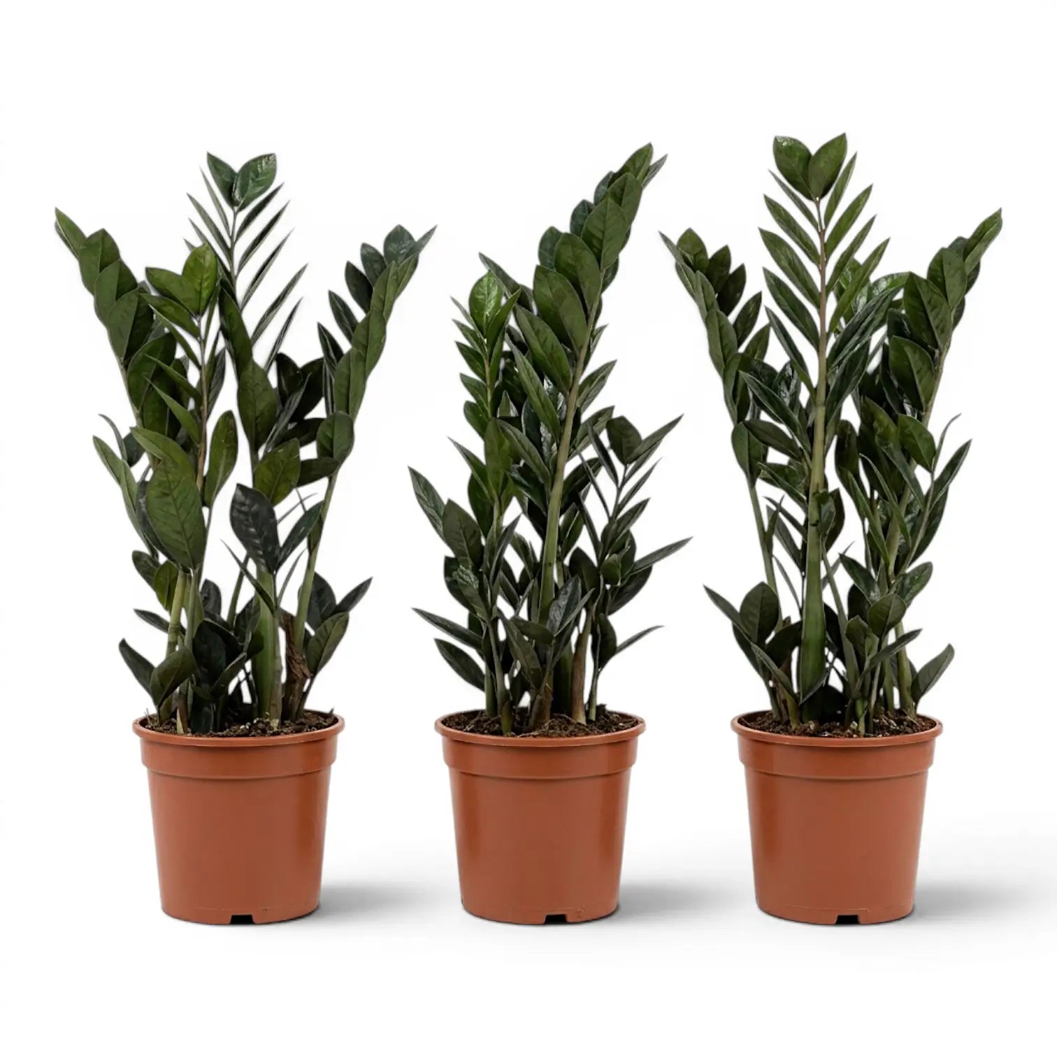 Drei Zamioculcas zamiifolia 'Raven'-Pflanzen in Kulturtöpfen.