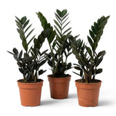 Drei Zamioculcas zamiifolia 'Raven'-Pflanzen in Kulturtöpfen.