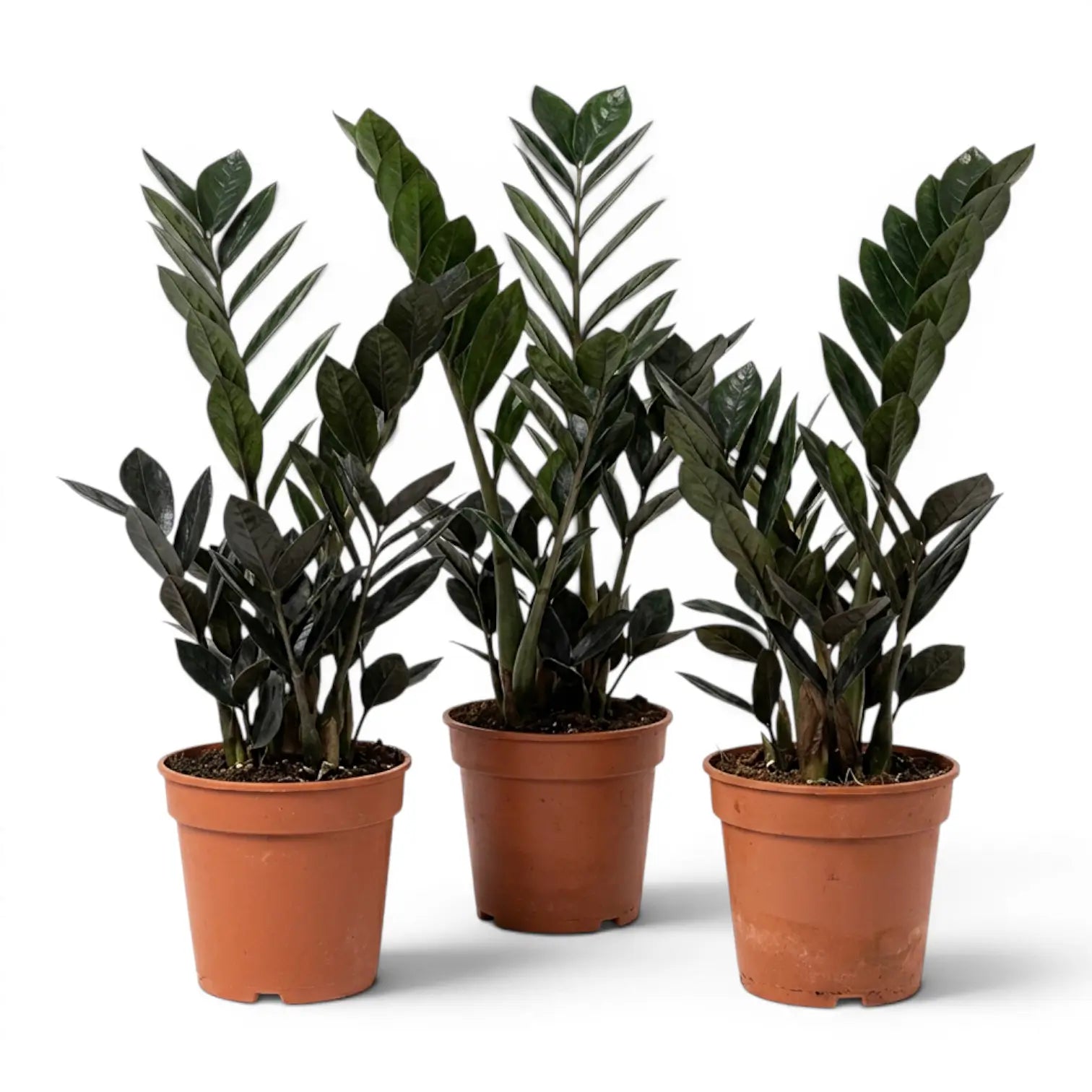 Drei Zamioculcas zamiifolia 'Raven'-Pflanzen in Kulturtöpfen.