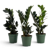 Drei Zamioculcas zamiifolia 'Raven'-Pflanzen in Kulturtöpfen.