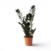 Zamioculcas zamiifolia 'Raven' im Kulturtopf.