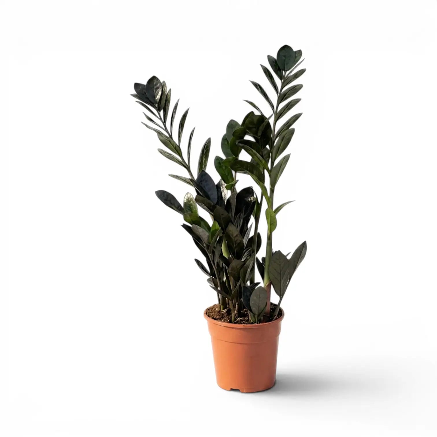 Zamioculcas zamiifolia 'Raven' im Kulturtopf.