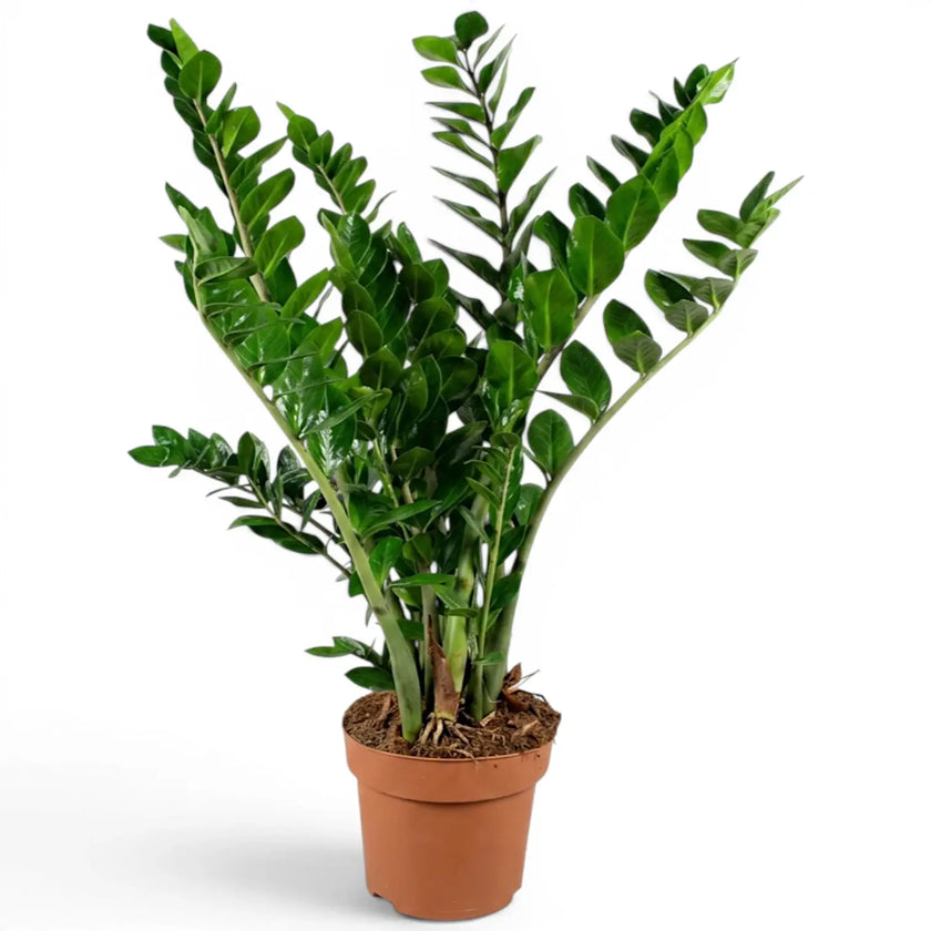 Extra-large Zamioculcas zamiifolia plant in a nursery pot.