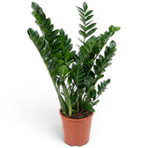 Extra-large Zamioculcas zamiifolia plant in a nursery pot.