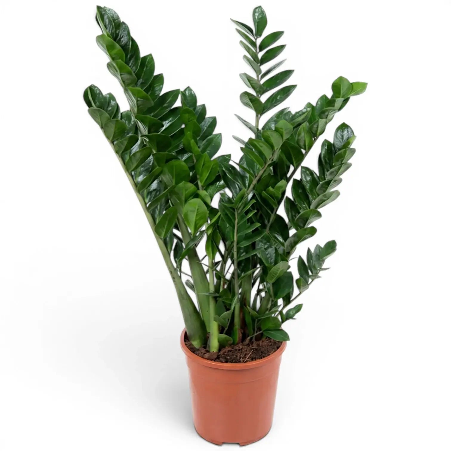 Extra-large Zamioculcas zamiifolia plant in a nursery pot.