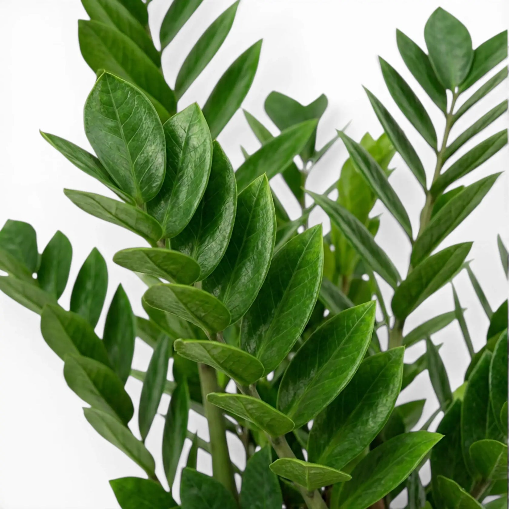 Green ZZ Plant | Zamioculcas zamiifolia – Foliage Factory