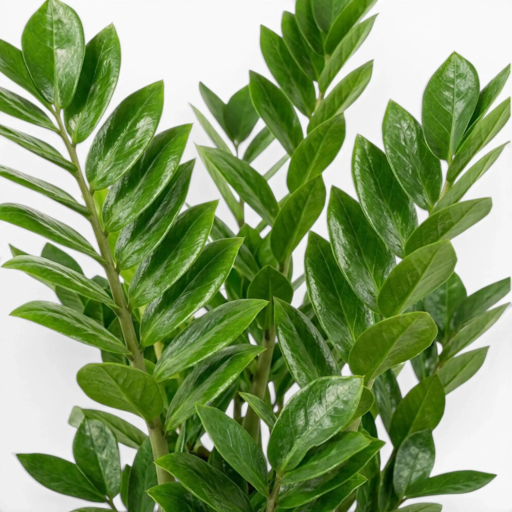 Green ZZ Plant | Zamioculcas zamiifolia – Foliage Factory