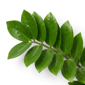Close-up of Zamioculcas zamiifolia leaves.