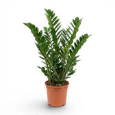Large Zamioculcas zamiifolia plant in a nursery pot.