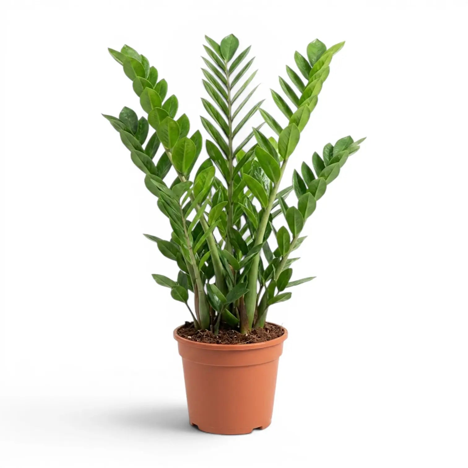 金のなる木 Zamioculcas zamiifolia Green ZZ Plant | Zamioculcas zamiifolia – Foliage Factory