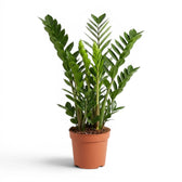 Large Zamioculcas zamiifolia plant in a nursery pot.