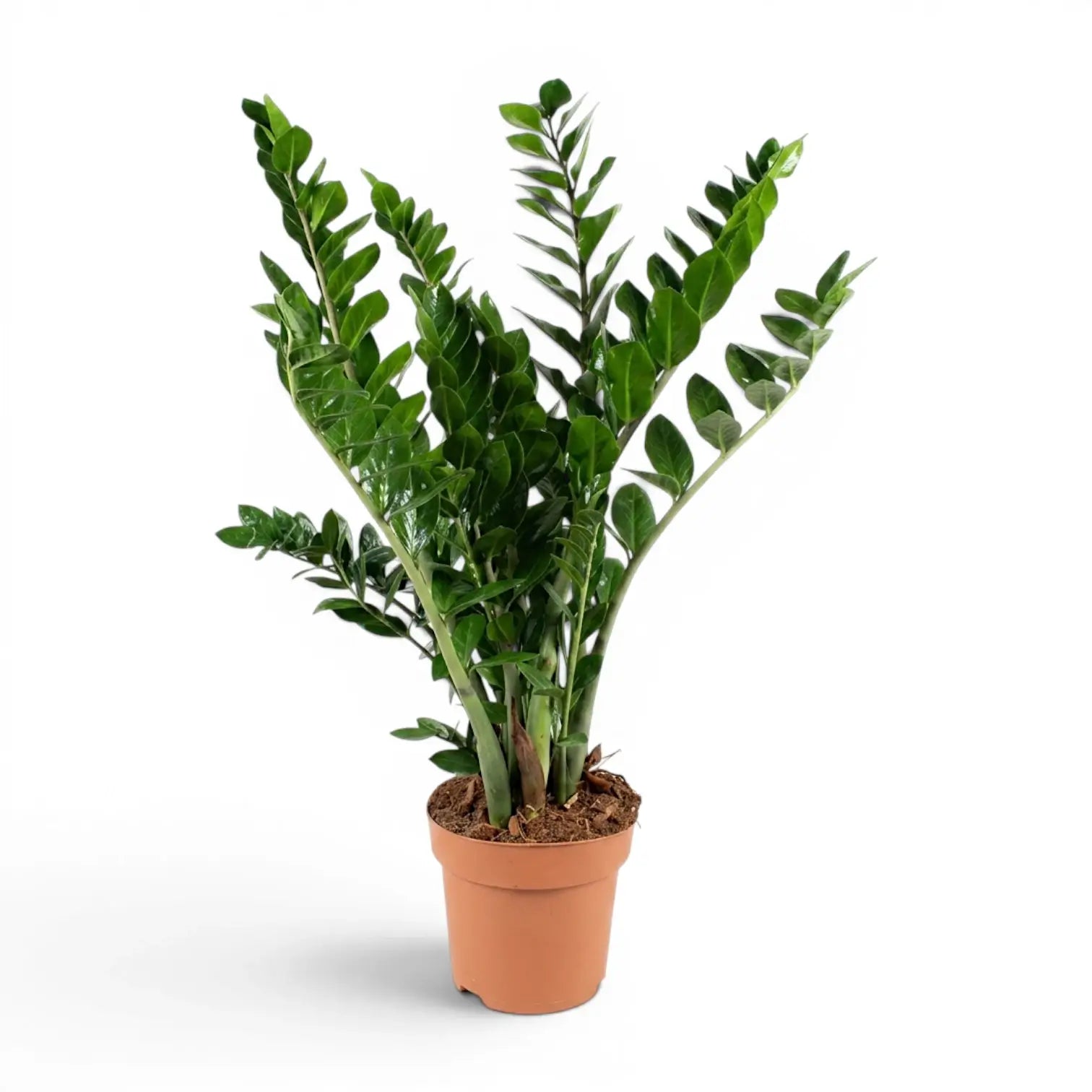 Large Zamioculcas zamiifolia plant in a nursery pot.