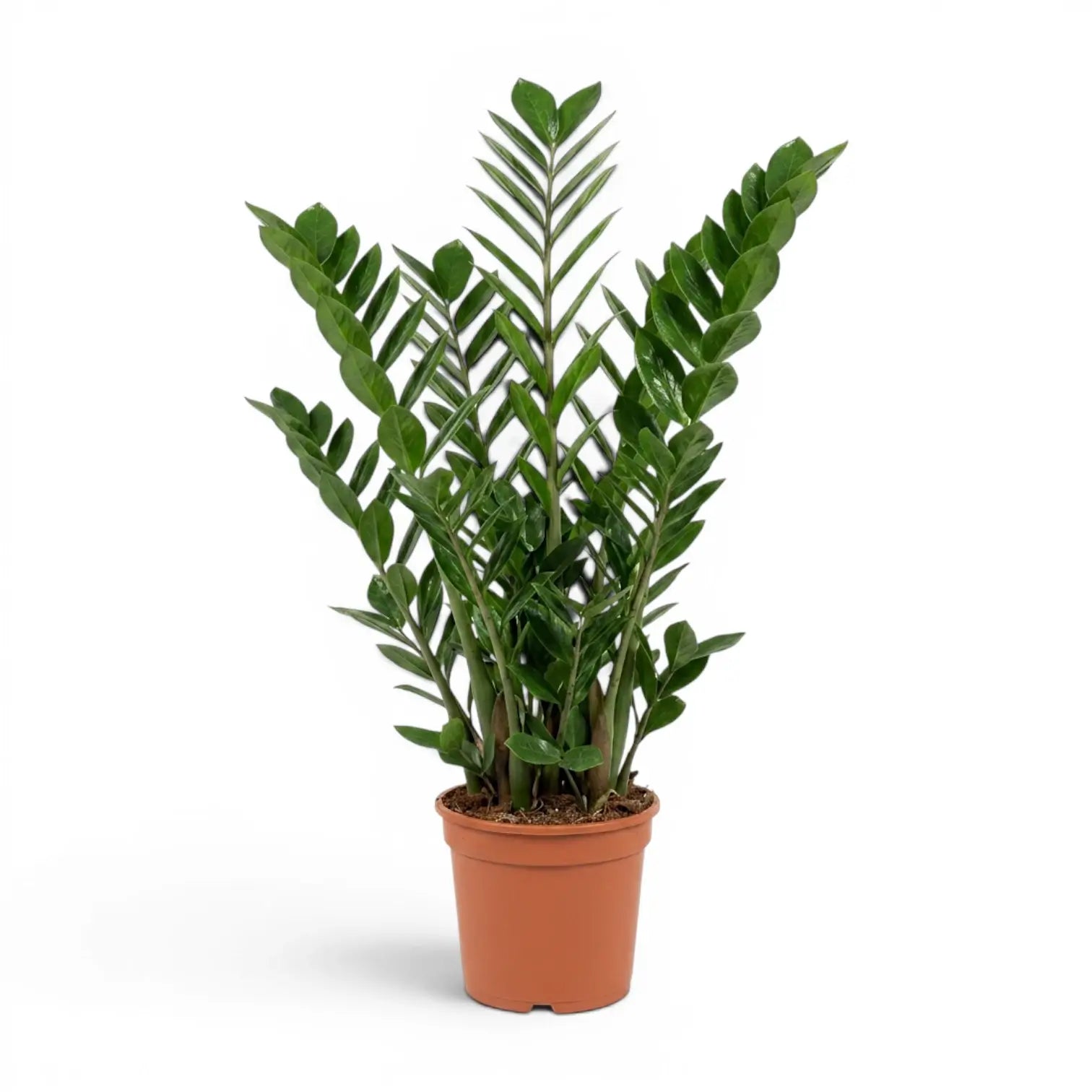 Large Zamioculcas zamiifolia plant in a nursery pot.