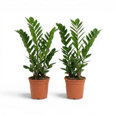 Medium Zamioculcas zamiifolia plant in a nursery pot.