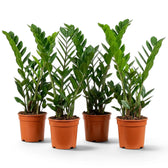 Medium Zamioculcas zamiifolia plant in a nursery pot.