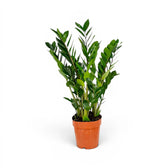 Medium Zamioculcas zamiifolia plant in a nursery pot.