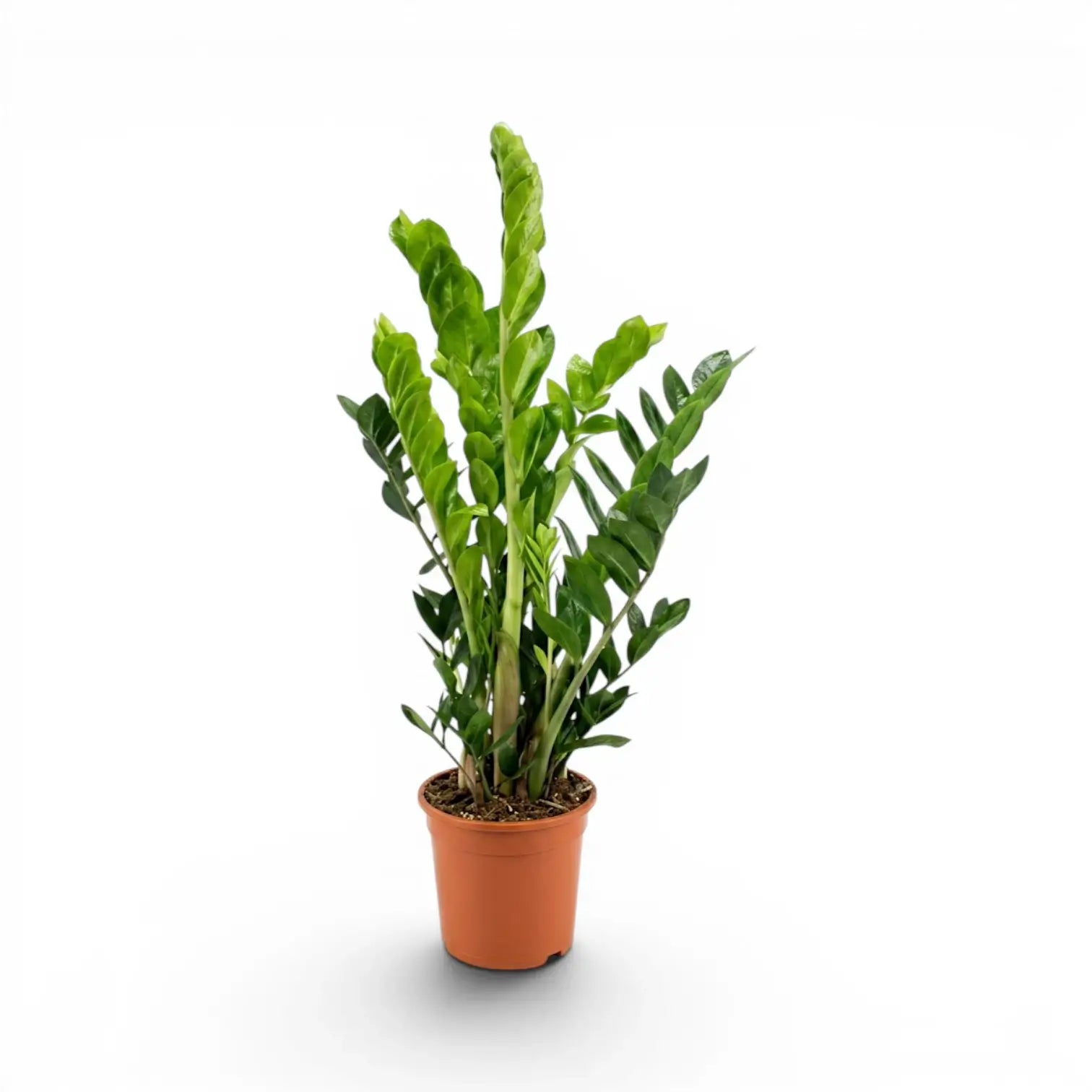 Green ZZ Plant | Zamioculcas zamiifolia – Foliage Factory
