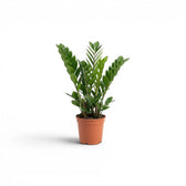 Small Zamioculcas zamiifolia plant in a nursery pot.