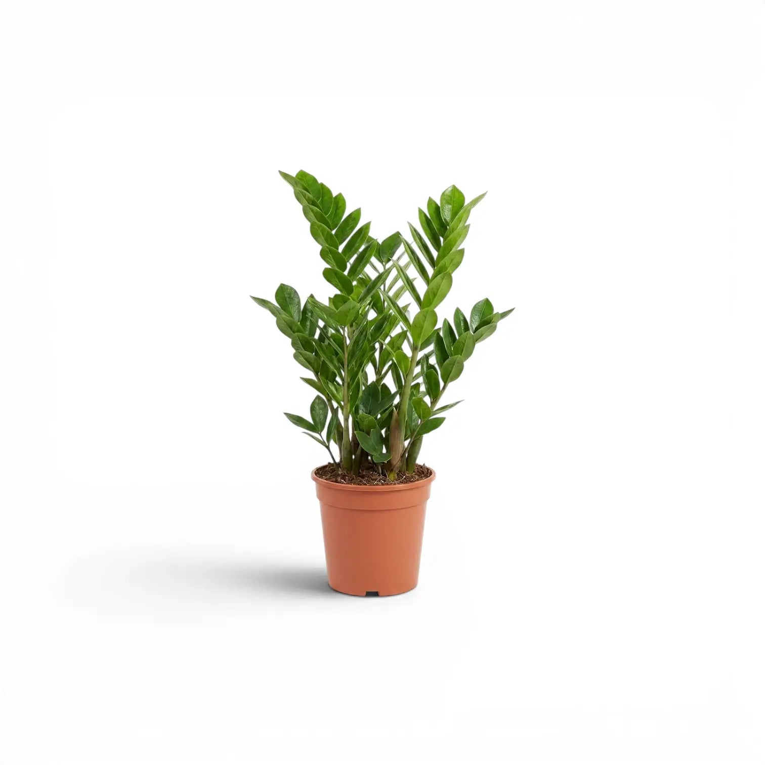 Green ZZ Plant | Zamioculcas zamiifolia – Foliage Factory
