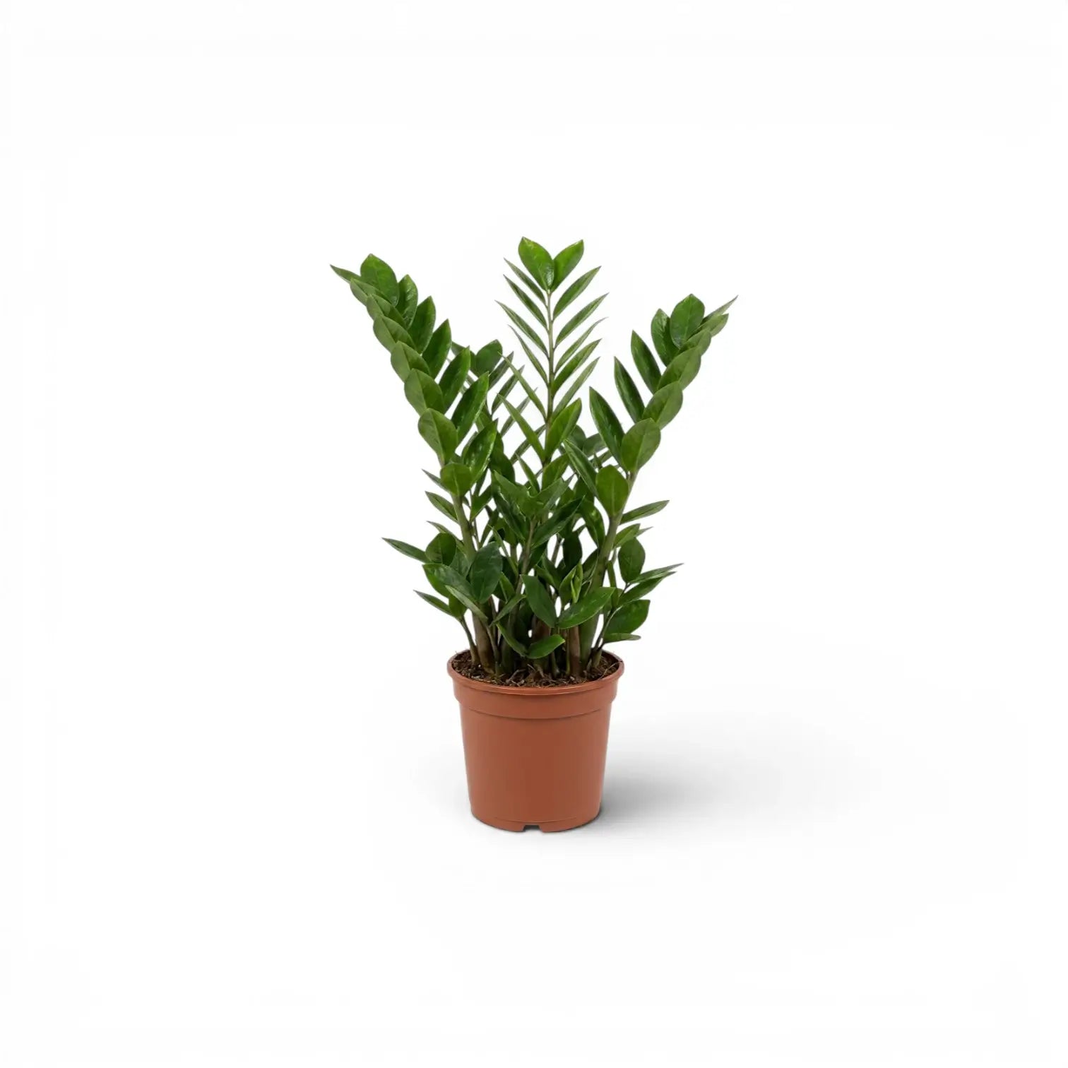 Small Zamioculcas zamiifolia plant in a nursery pot.
